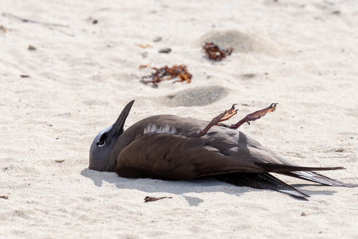Brown Noddy - ML647054501