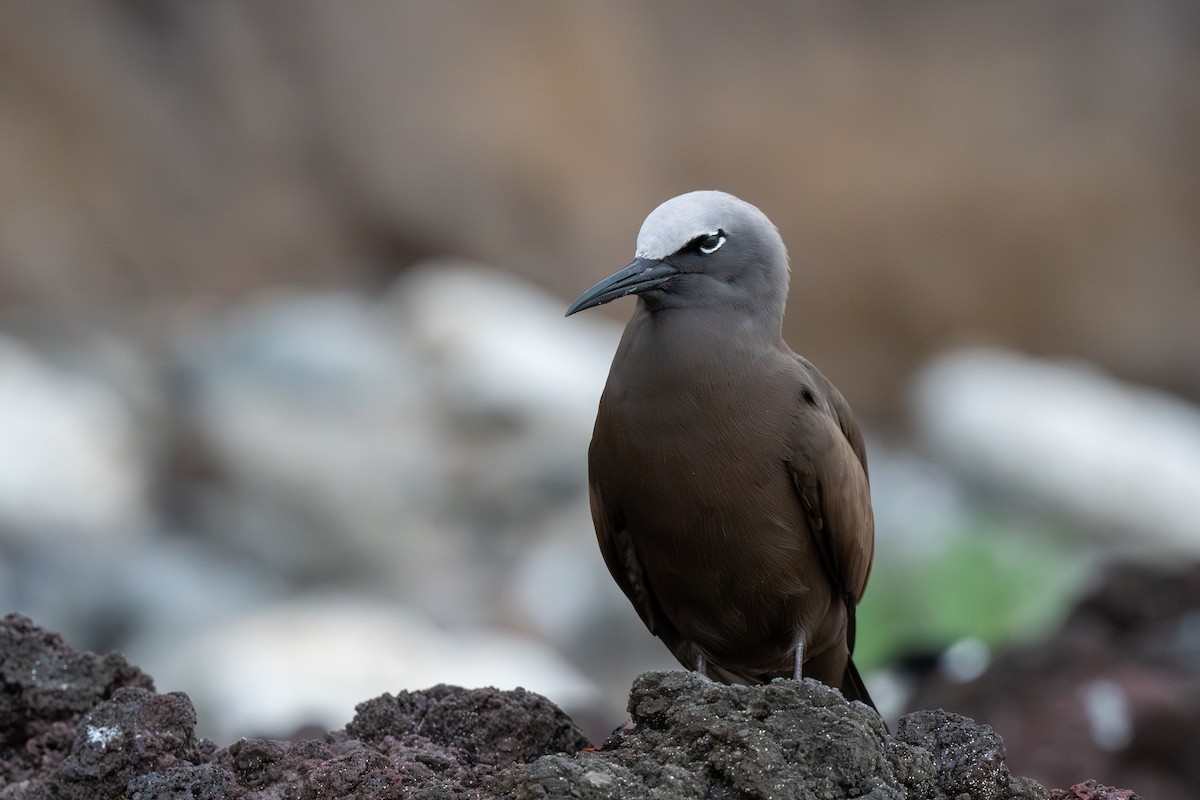 Brown Noddy - ML647054502
