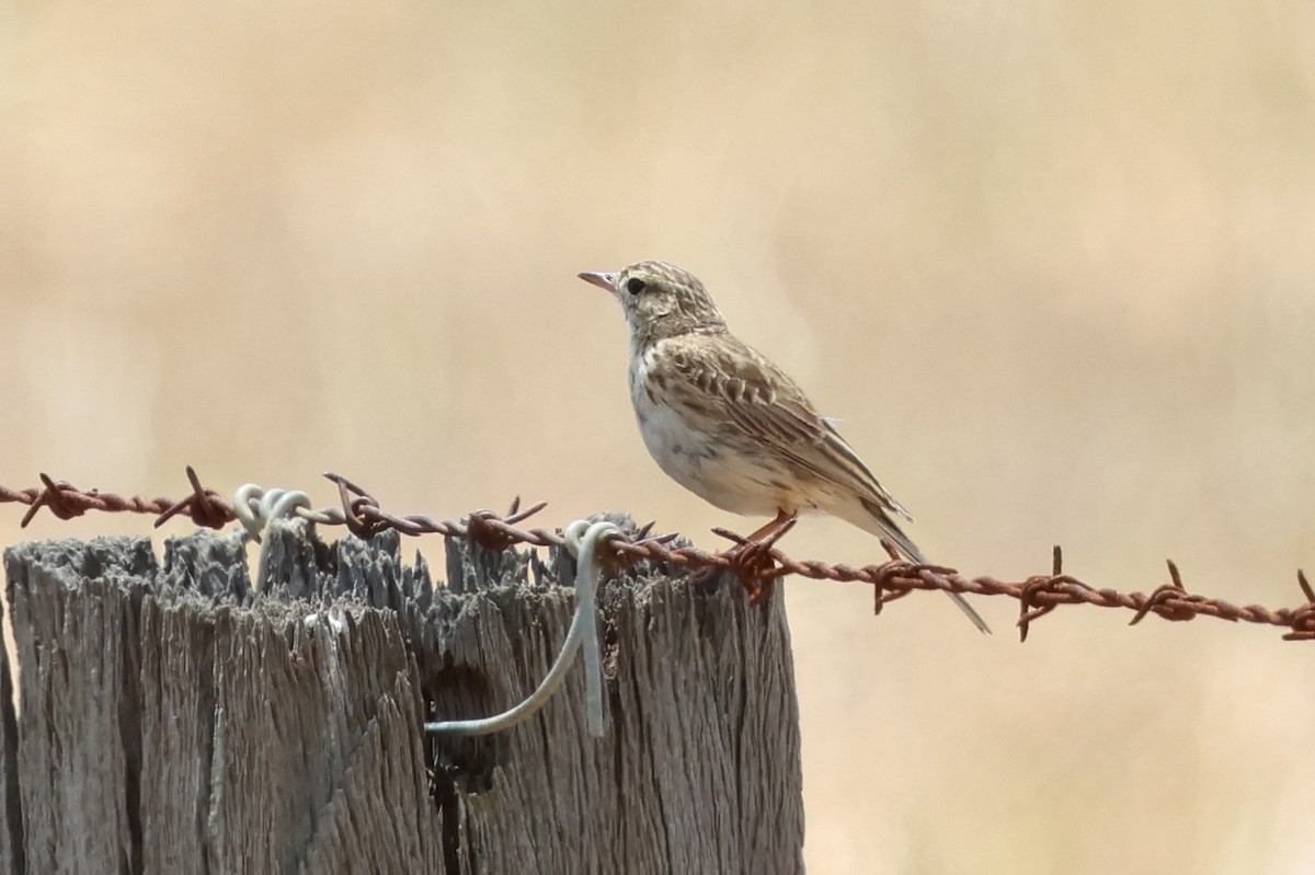 Australian Pipit - ML647054505