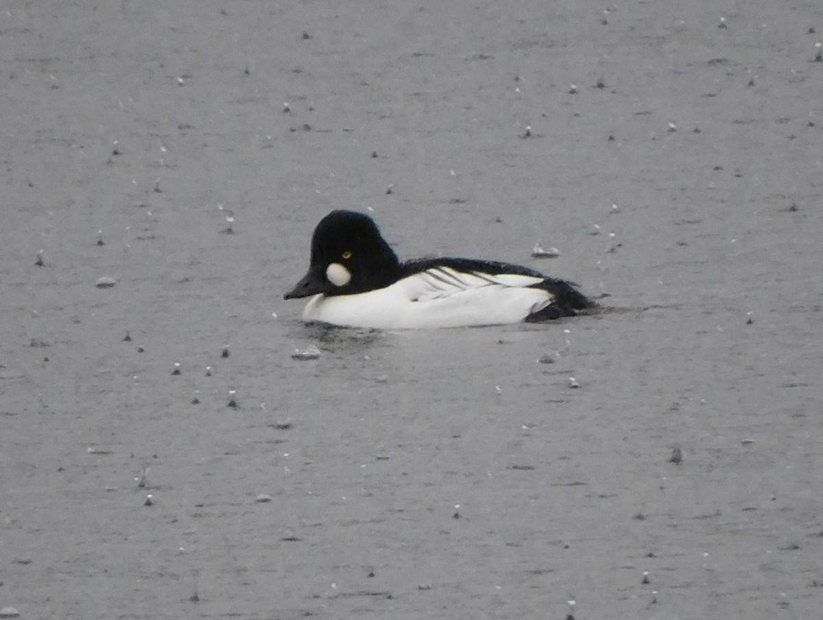 Common Goldeneye - ML647054506