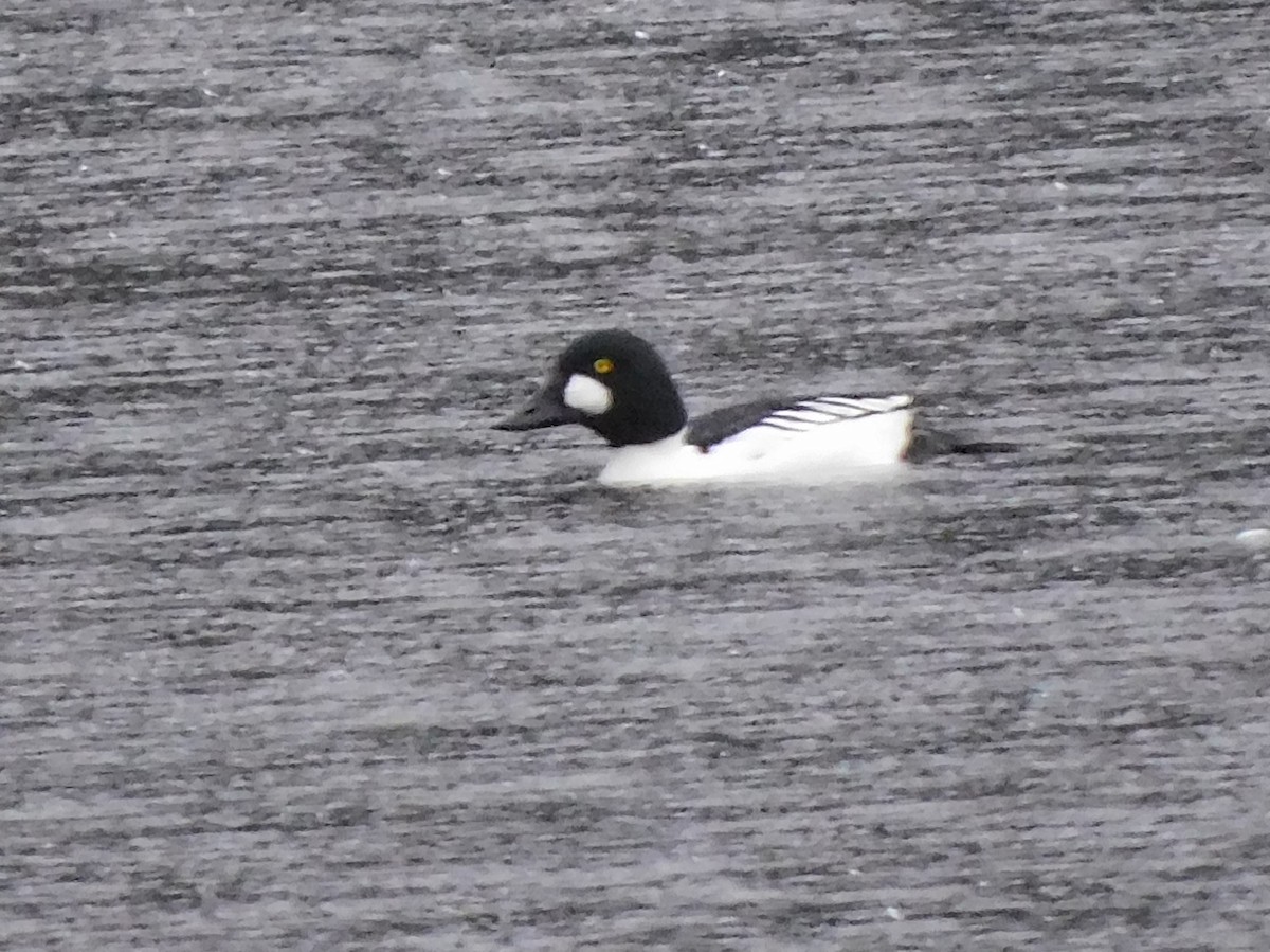 Common Goldeneye - ML647054507