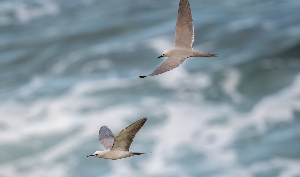 Gray Noddy - ML647054511