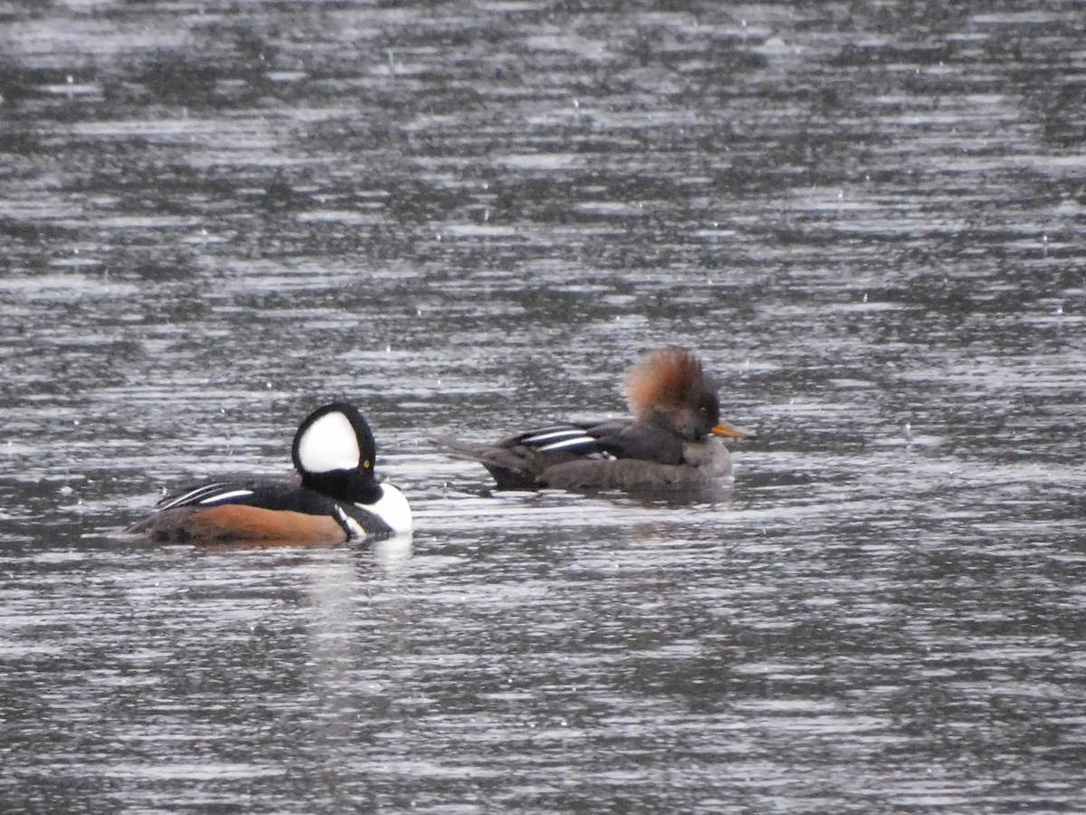 Hooded Merganser - ML647054514