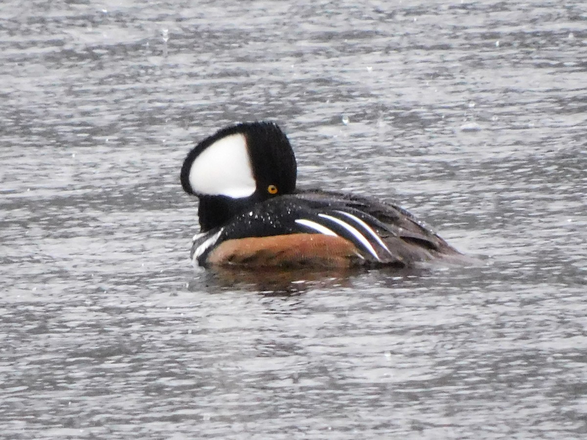 Hooded Merganser - ML647054515