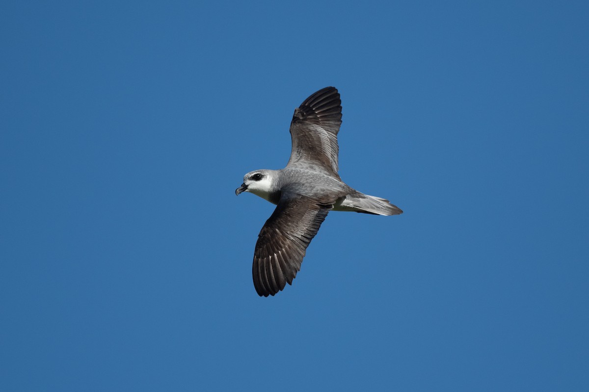 Black-winged Petrel - ML647054519