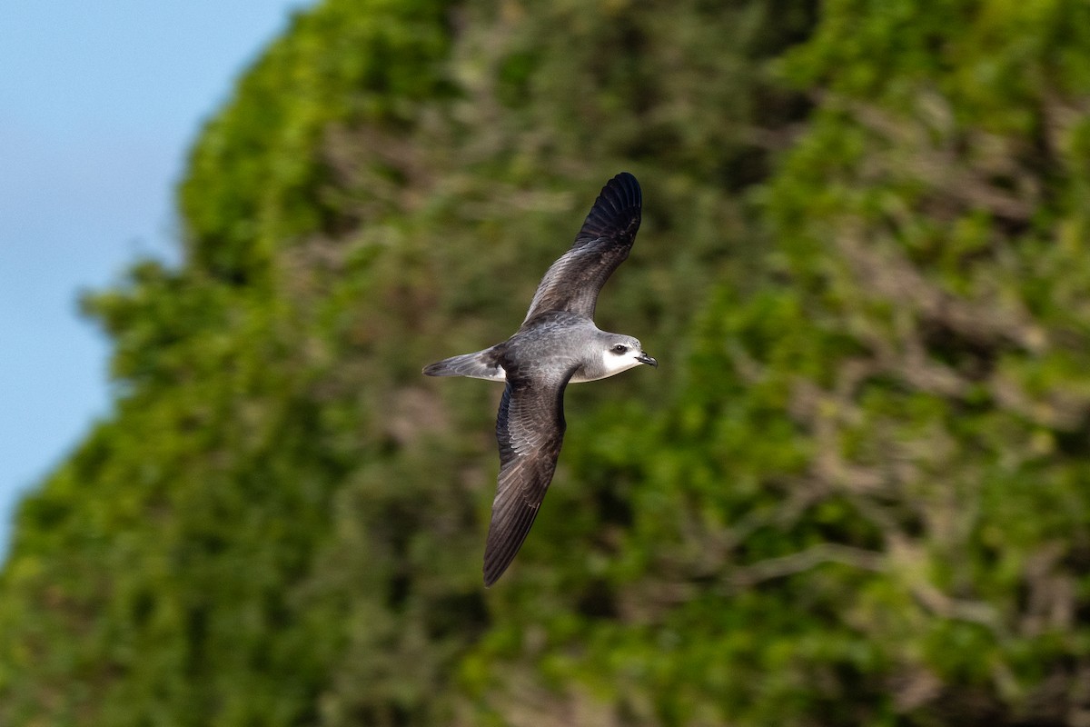 Black-winged Petrel - ML647054520