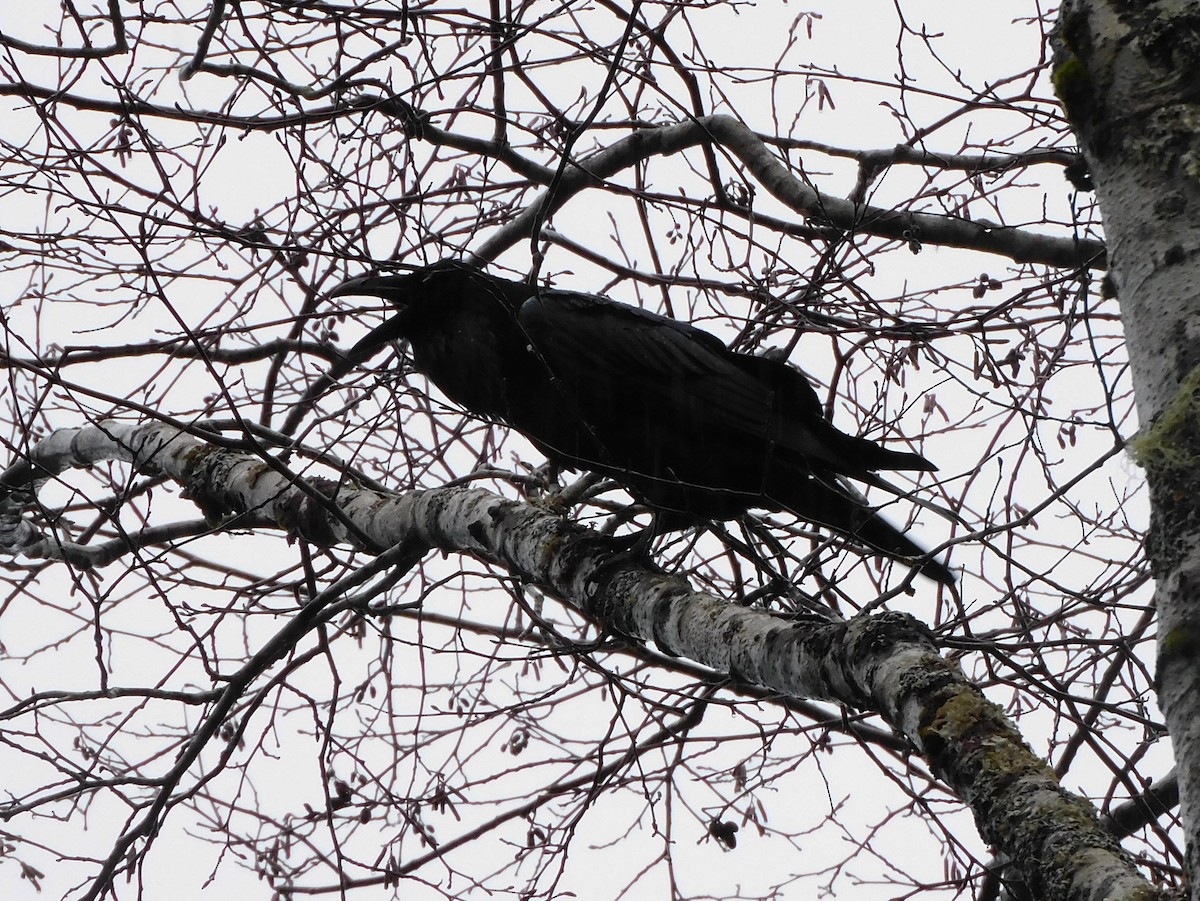 Common Raven - ML647054521