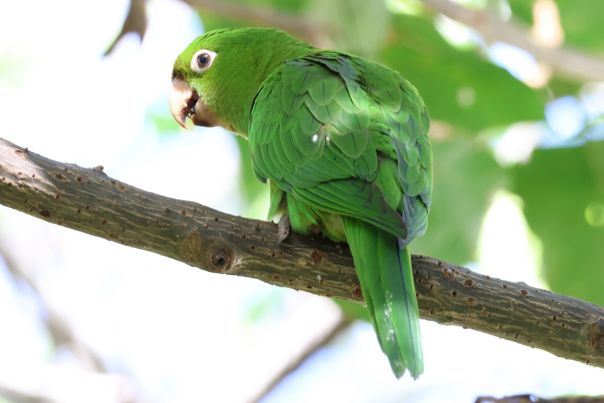 Аратинга червонолобий - ML647054522