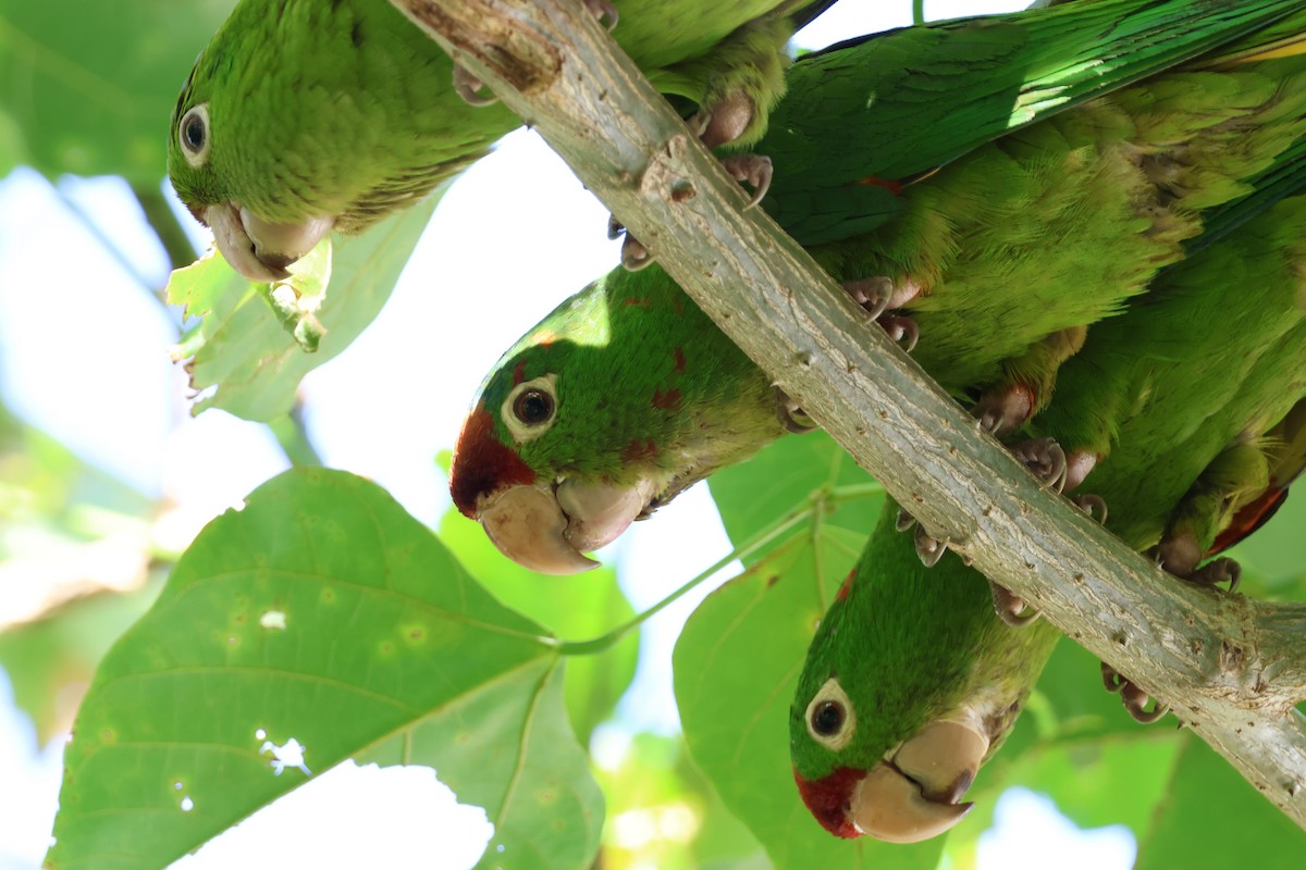 Аратинга червонолобий - ML647054523