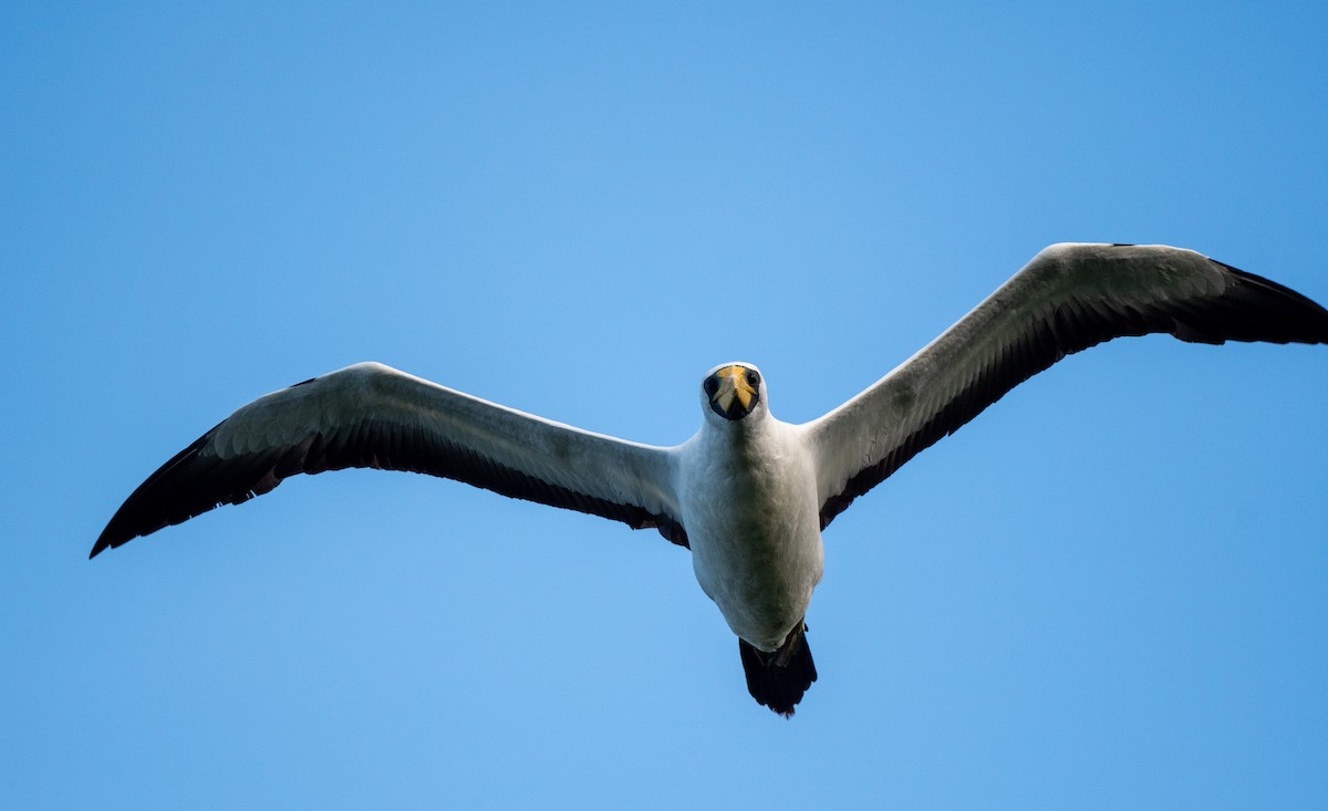 Masked Booby - ML647054532