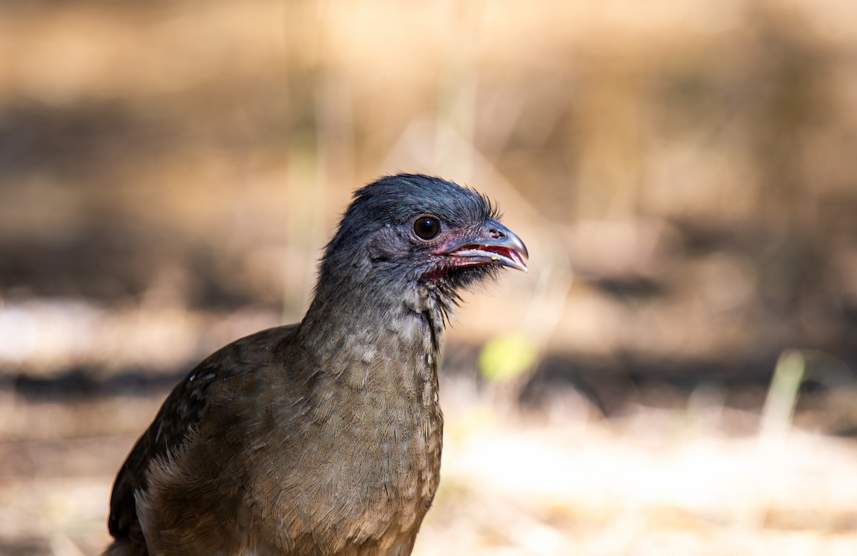 Plain Chachalaca - ML647054539