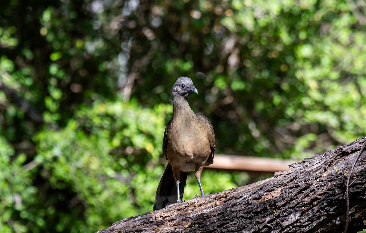 Plain Chachalaca - ML647054540