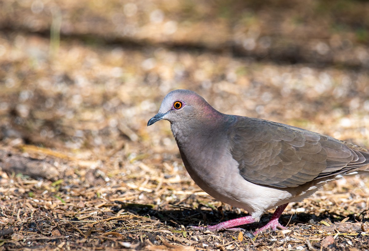 White-tipped Dove - ML647054549