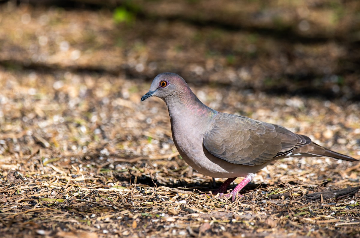 White-tipped Dove - ML647054550