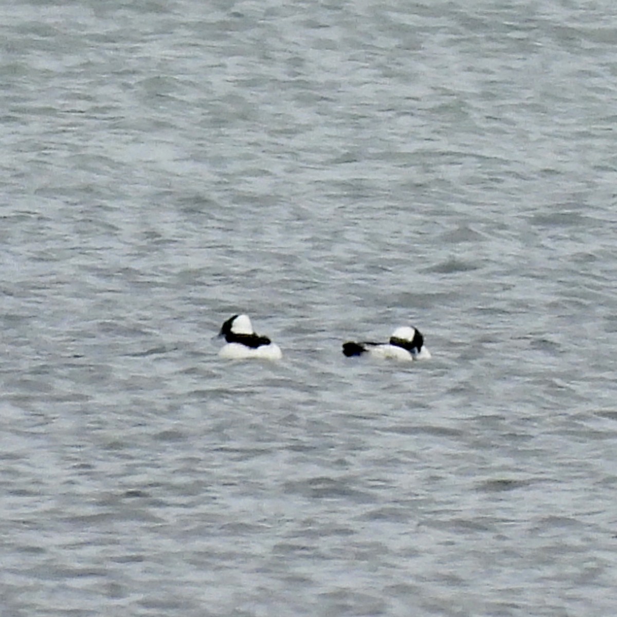 Гоголь-головастик - ML647054551