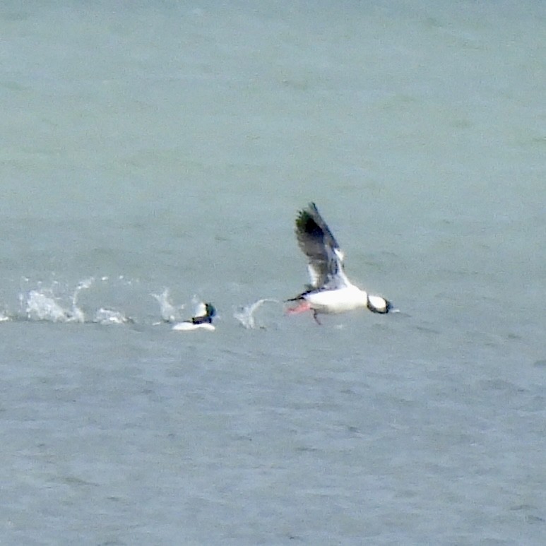 Гоголь-головастик - ML647054552