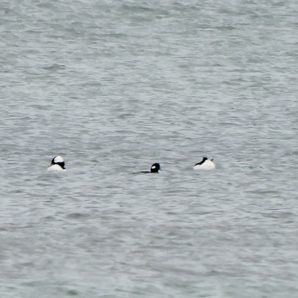 Гоголь-головастик - ML647054553