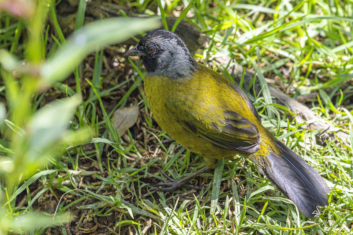 Пасовник великоногий - ML647054554