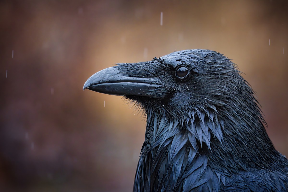 Ворон - ML647054556