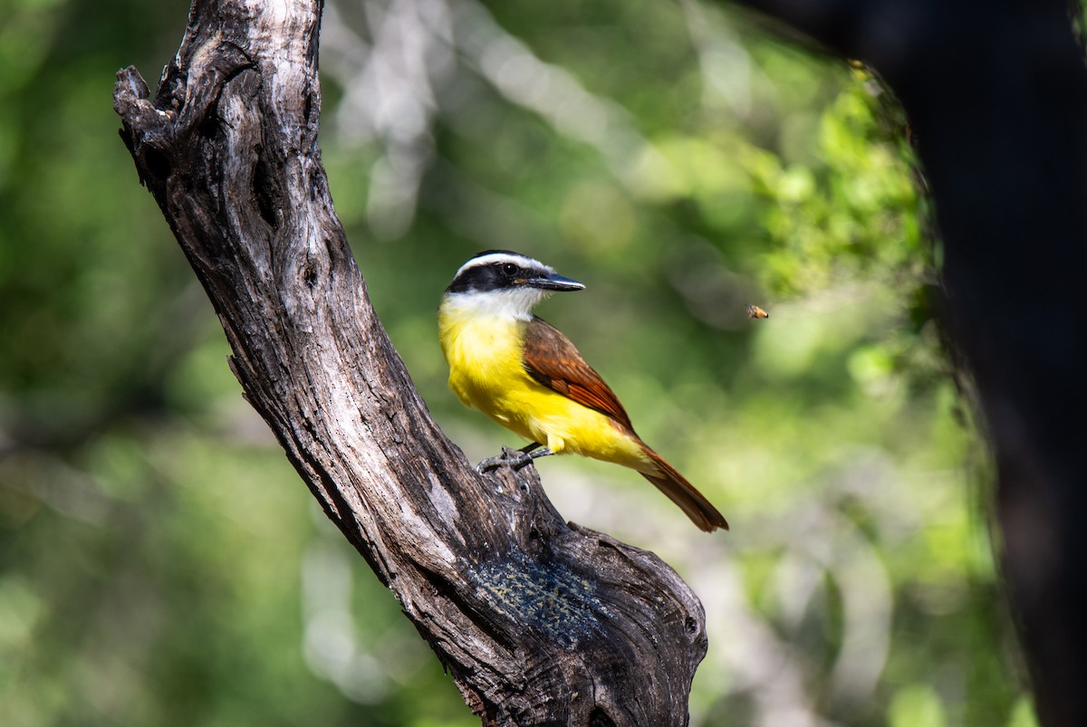 Great Kiskadee - ML647054558