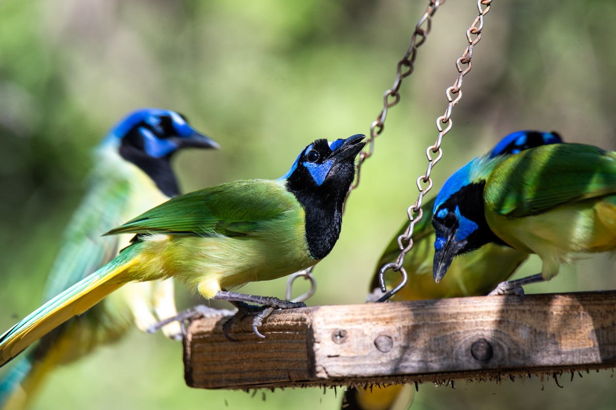 インカサンジャク - ML647054559