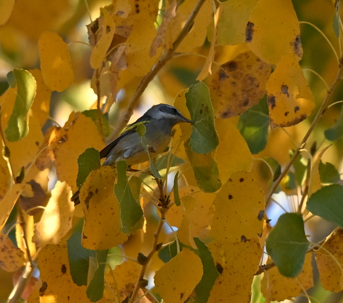 キンバネアメリカムシクイ - ML647054560
