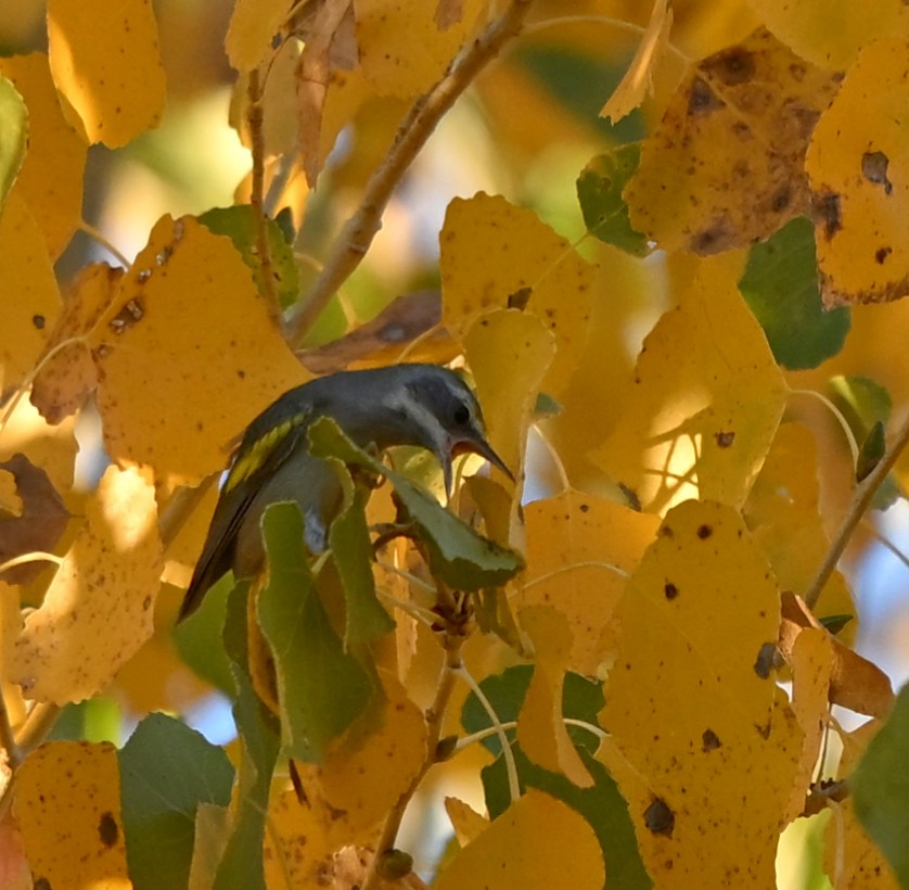 キンバネアメリカムシクイ - ML647054561