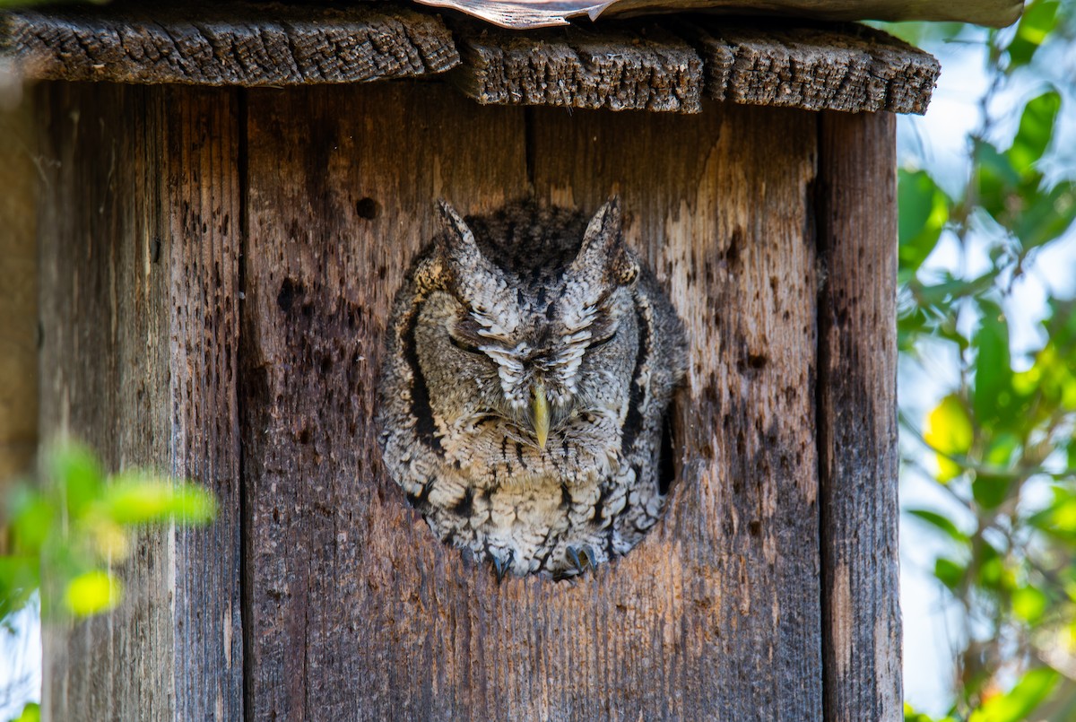 Eastern Screech-Owl (McCall's) - ML647054563