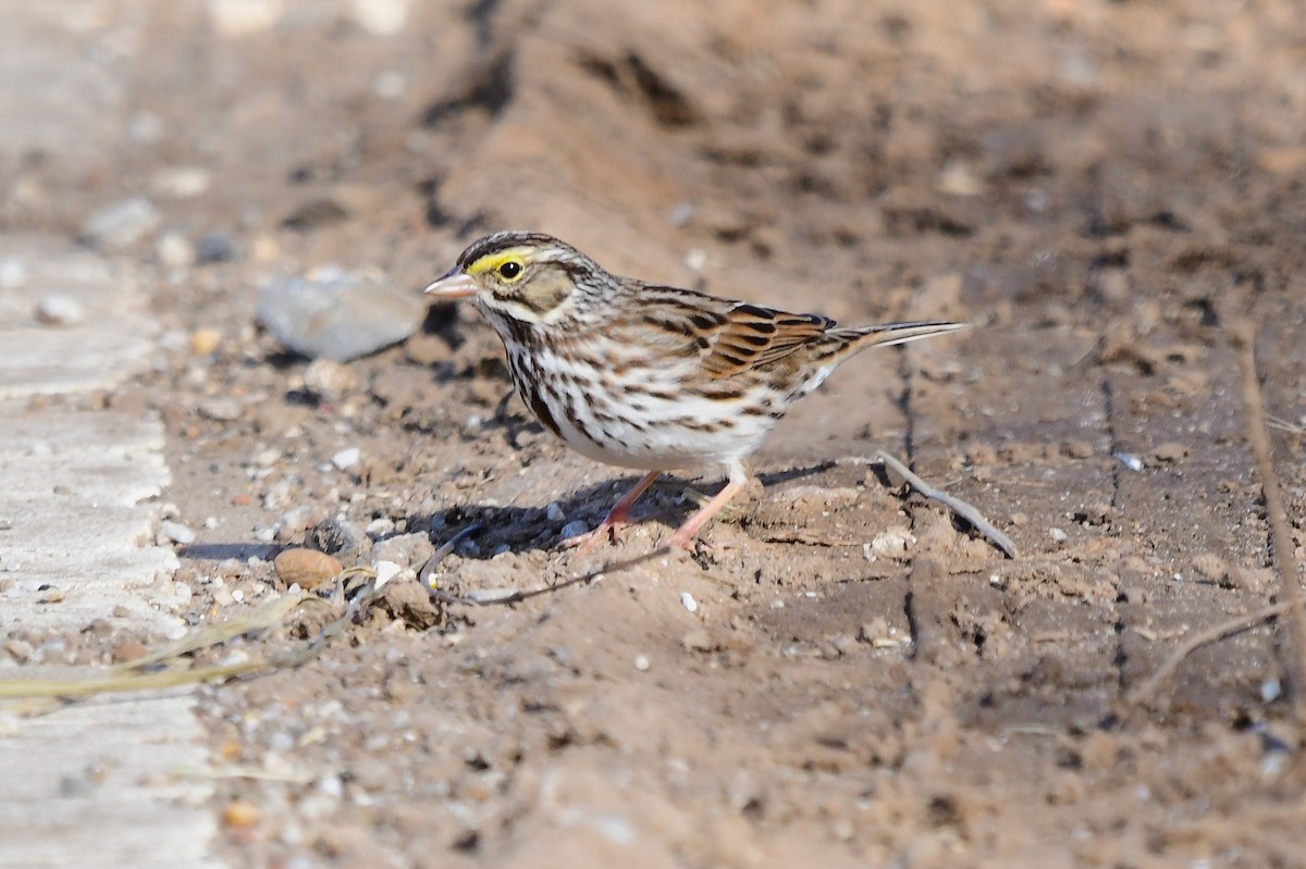 Пасовник савановий - ML647054564