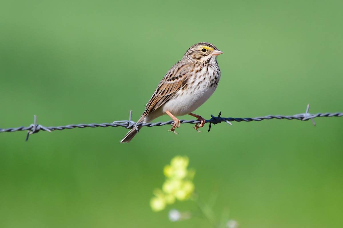 Пасовник савановий - ML647054565