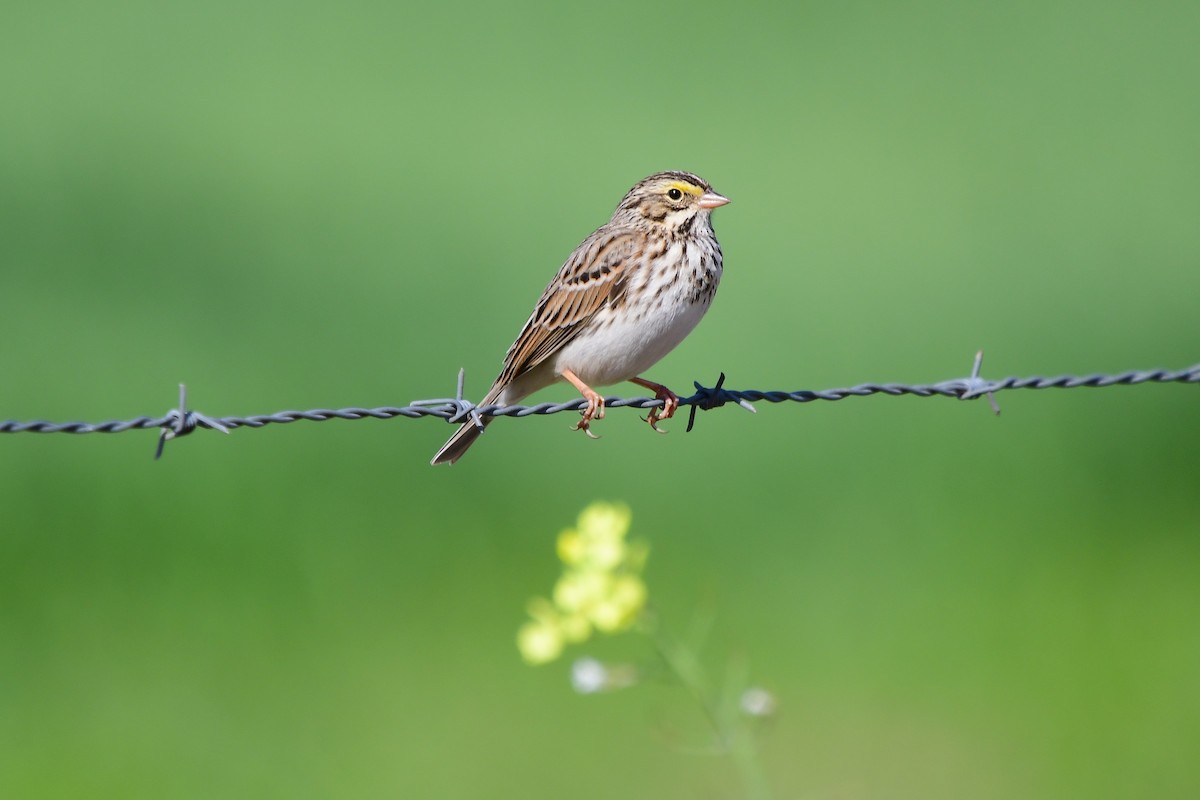 Пасовник савановий - ML647054566