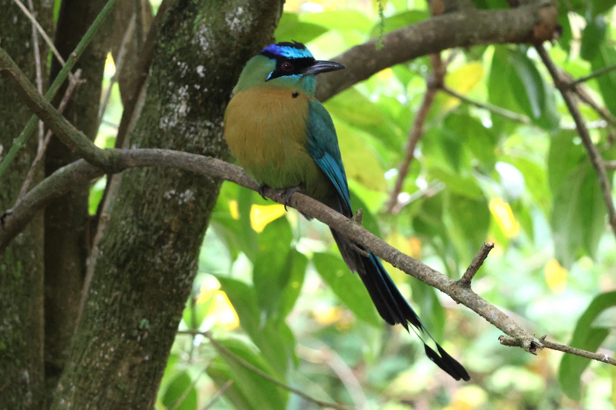 diademmotmot - ML647054574