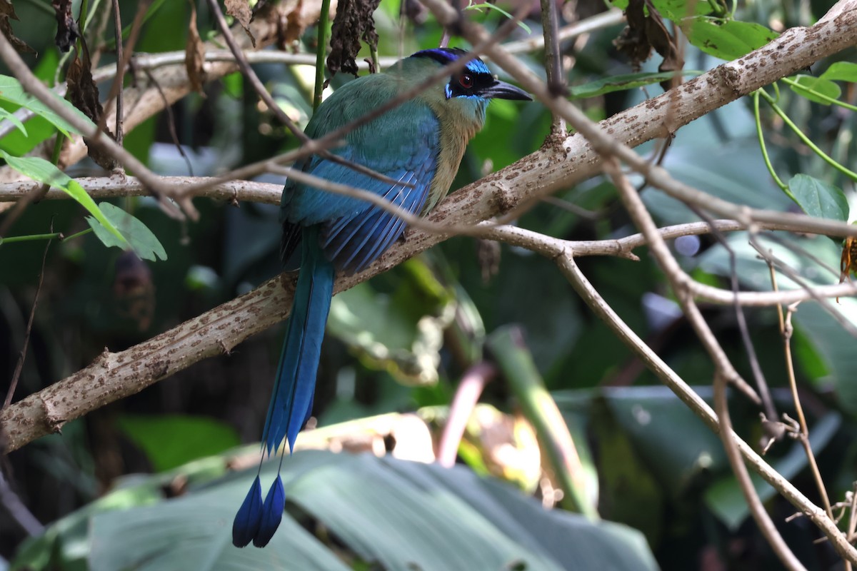 diademmotmot - ML647054575