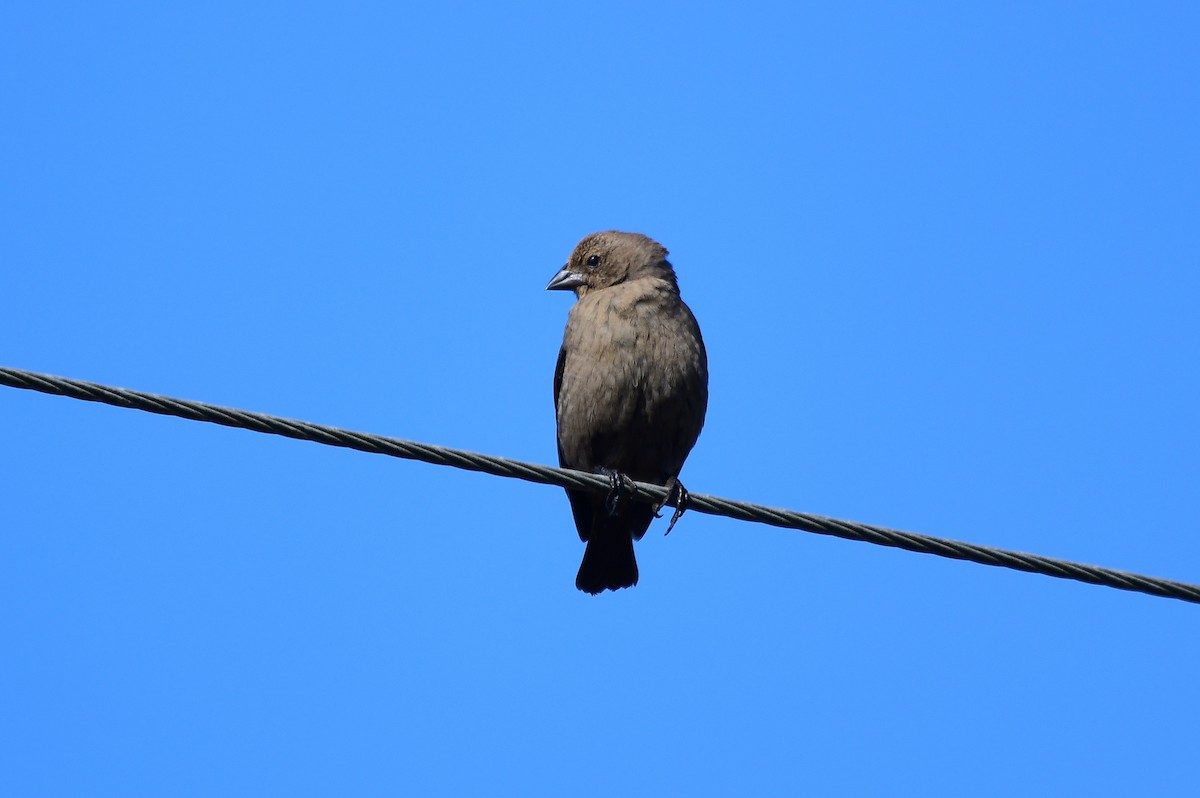 Braunkopf-Kuhstärling - ML647054578