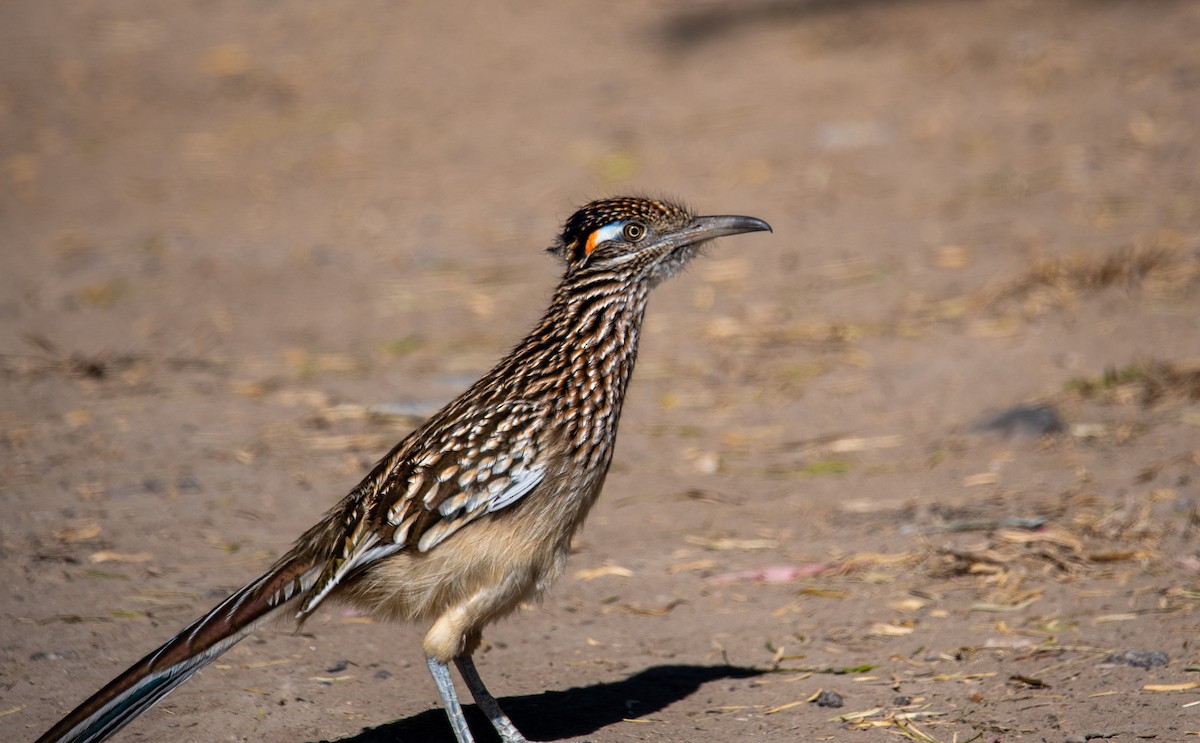 Greater Roadrunner - ML647054584