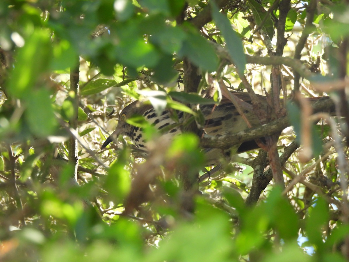 Long-billed Thrasher - ML647054588