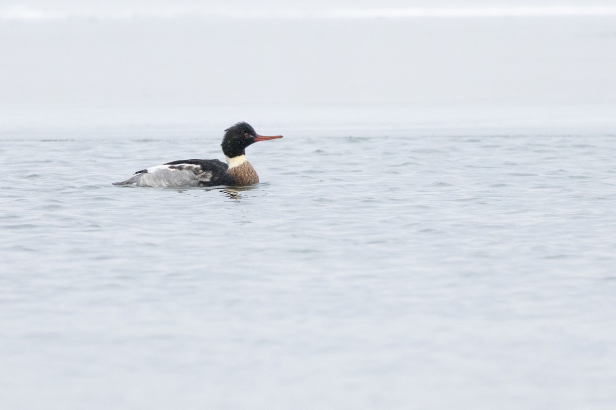 מרגון בינוני - ML647054590