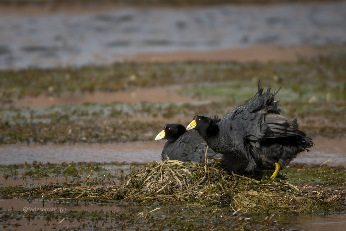 Slate-colored Coot - ML647054595