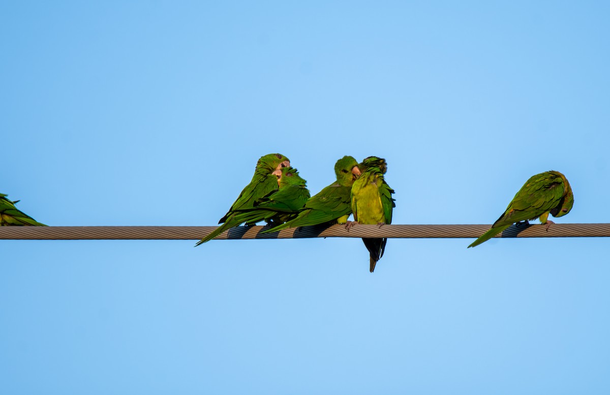 Green Parakeet - ML647054597