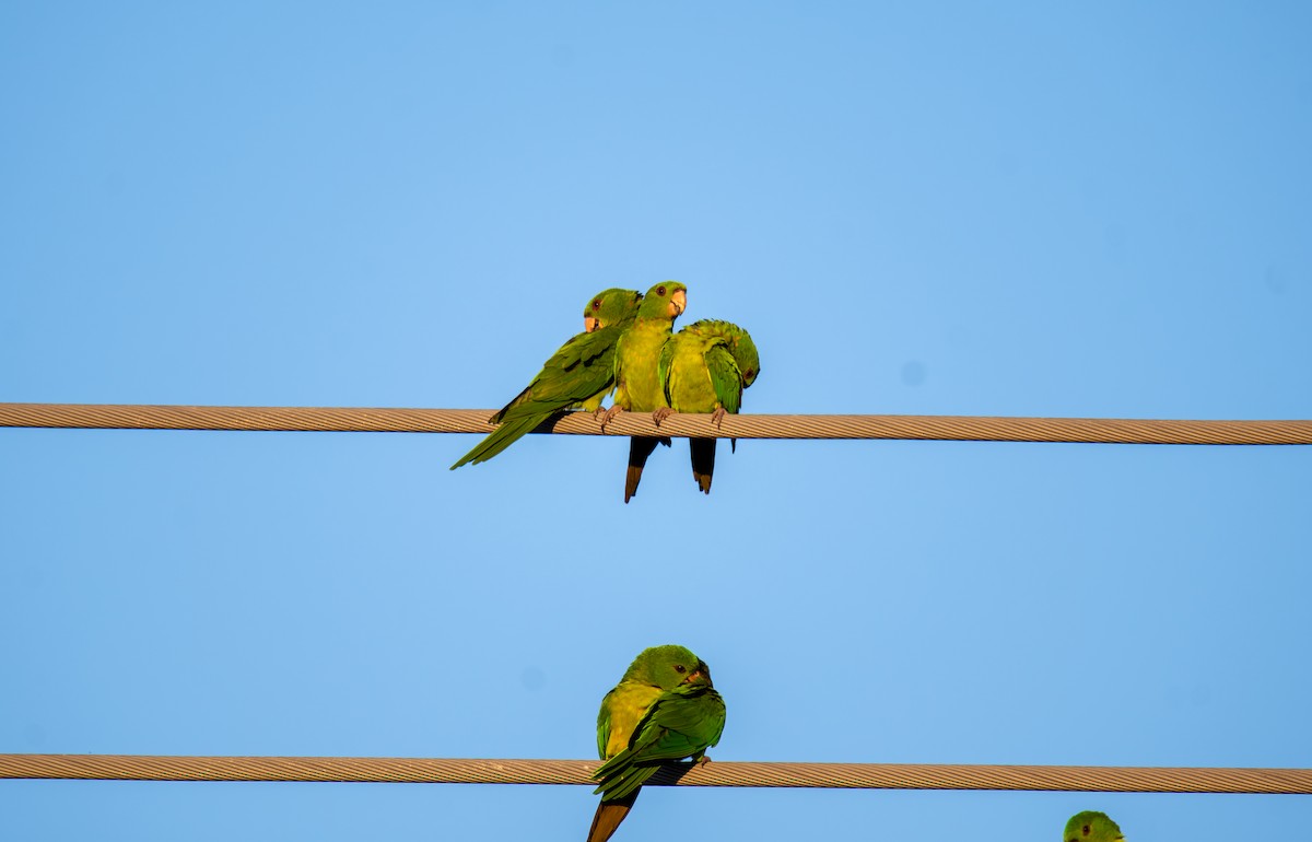 Green Parakeet - ML647054598