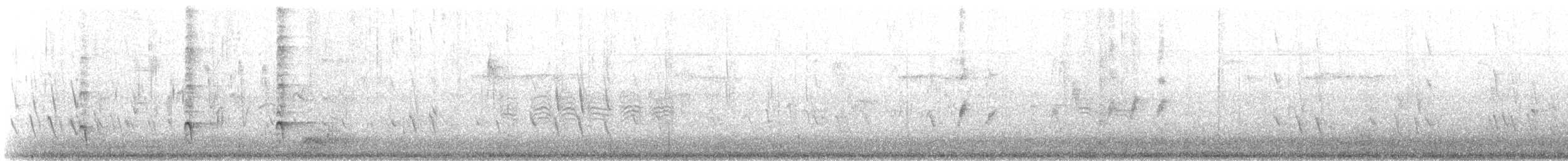 Chara Californiana - ML647054604