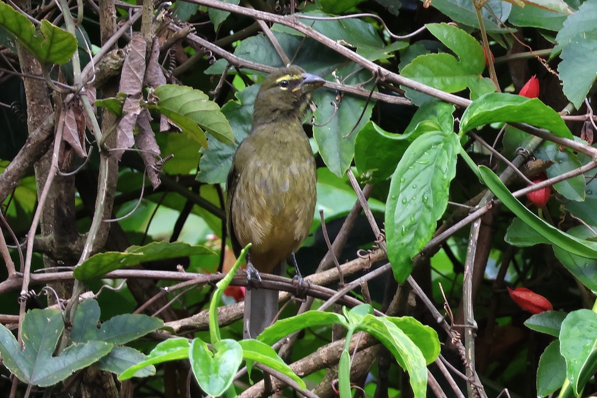 Kuzeyli Kurşuni Saltator - ML647054606