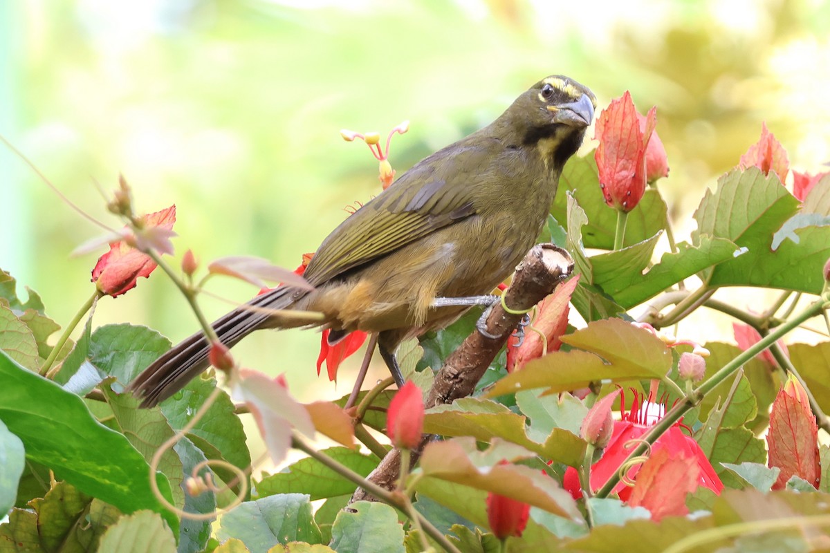 Kuzeyli Kurşuni Saltator - ML647054607