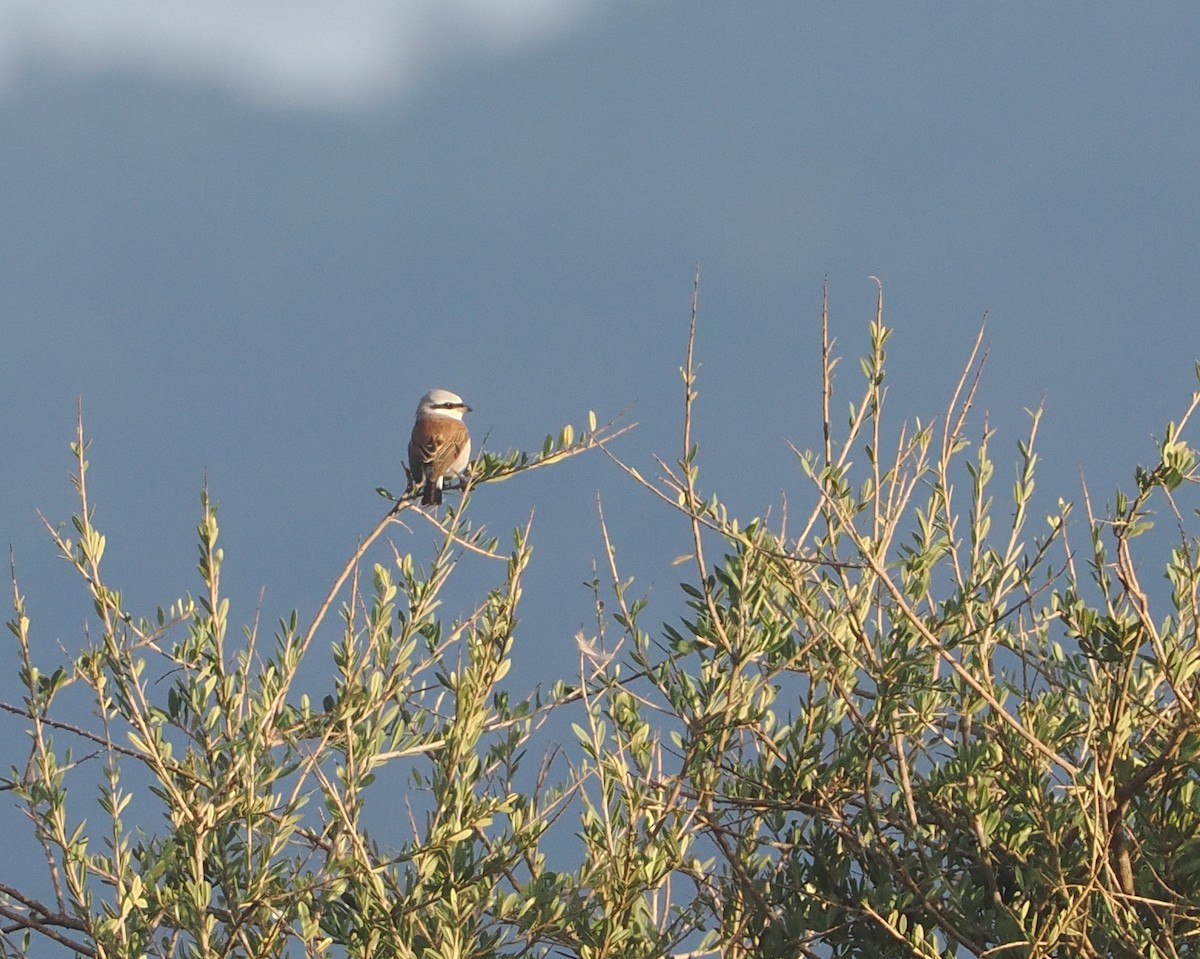 ťuhýk obecný - ML647054609