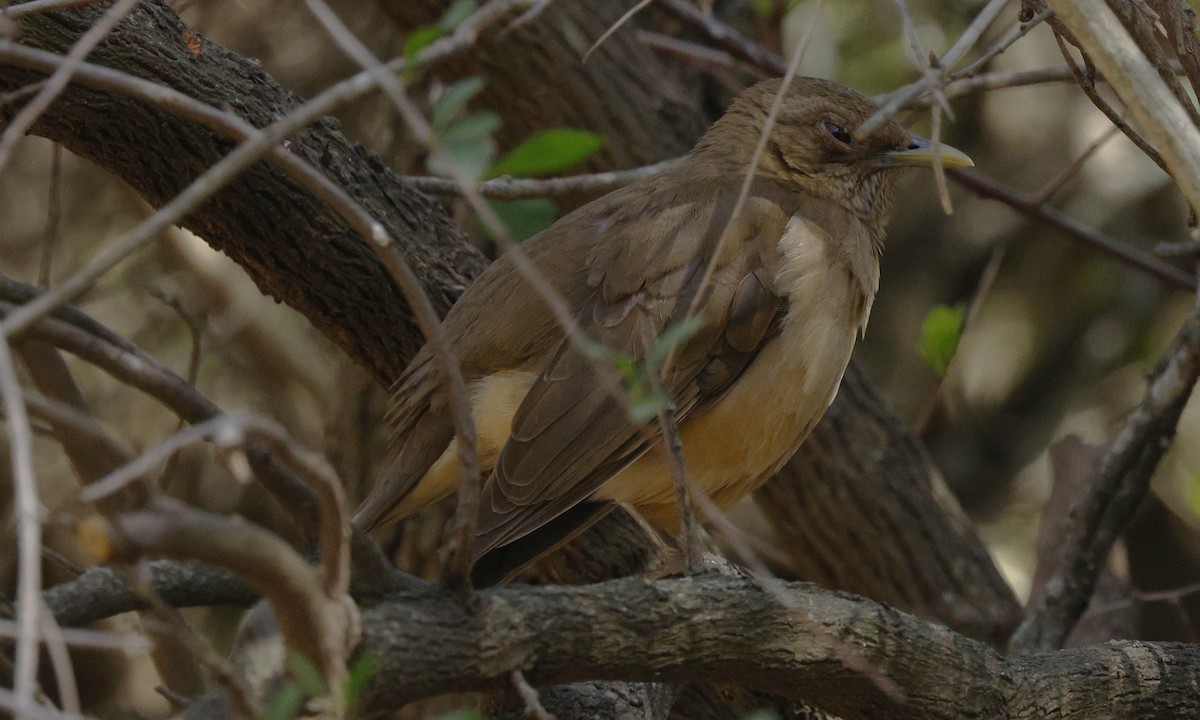 Merle fauve - ML647054615