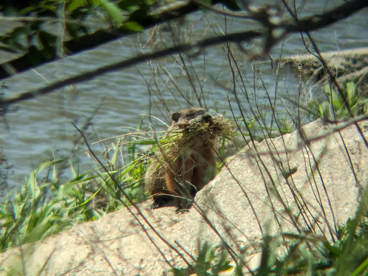 Groundhog - ML647054621