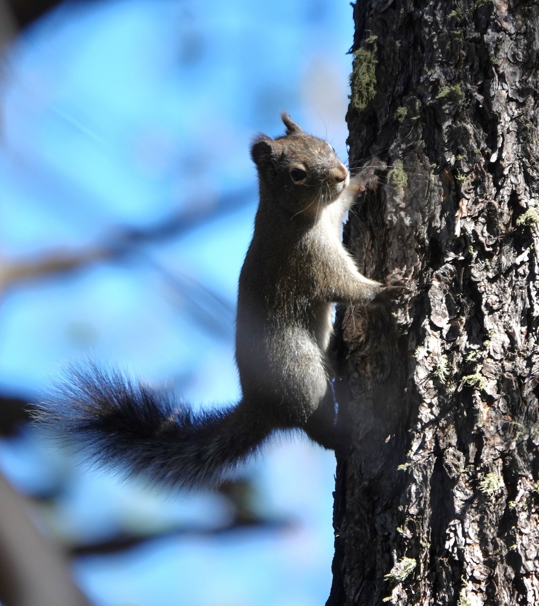 Animals - ML647054625