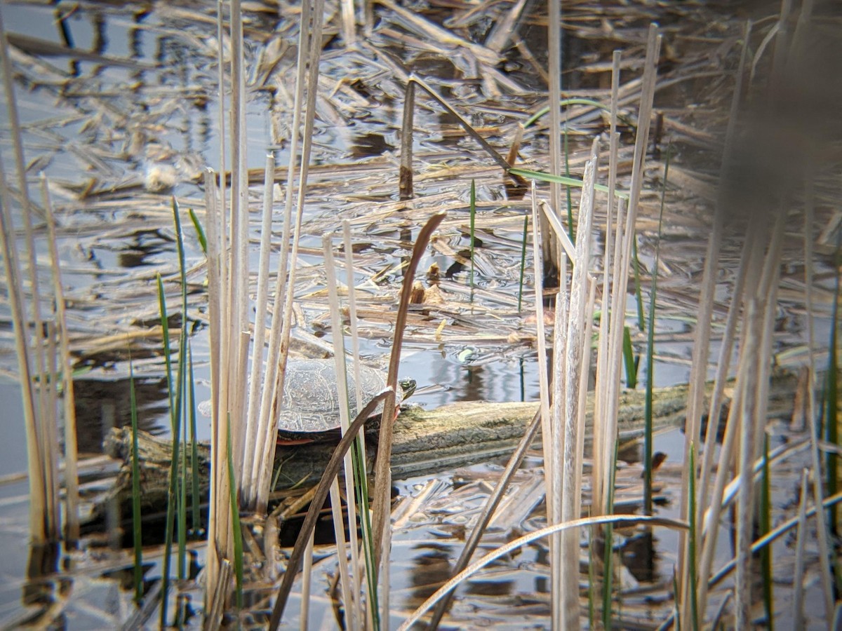 Painted Turtles - ML647054629