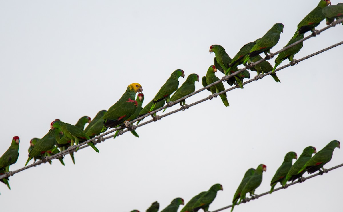 Yellow-headed Amazon - ML647054633