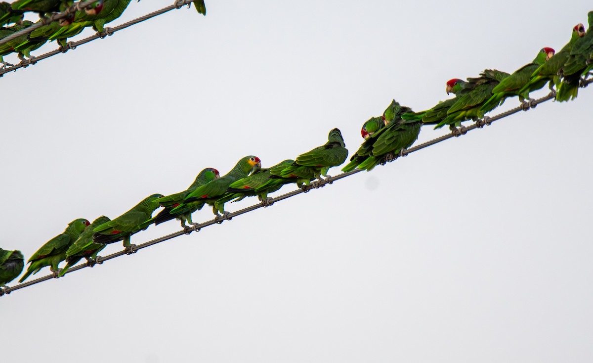 Red-lored Amazon - ML647054635